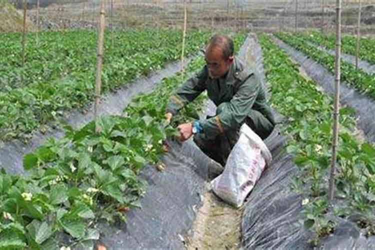冬天怎么养草莓