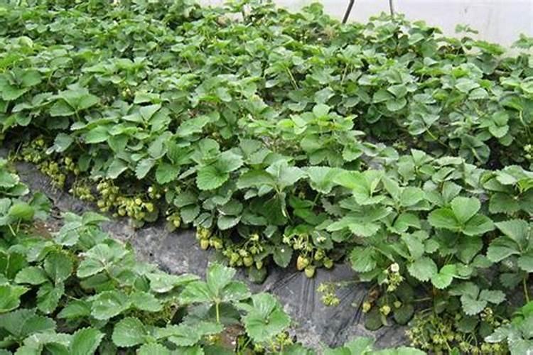 暖冬时节,草莓大棚该如何保温呢？