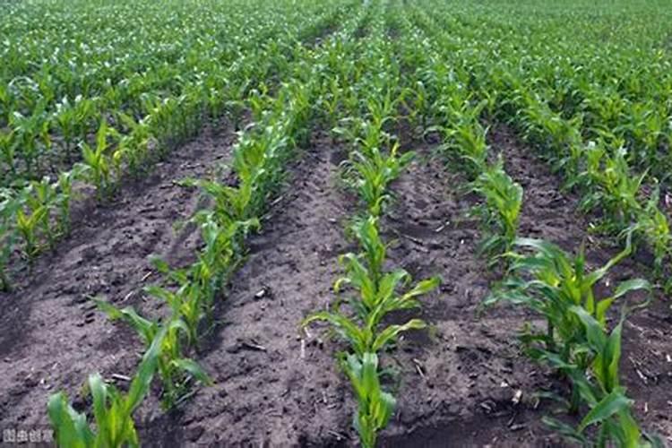 玉米用什么肥料能高产