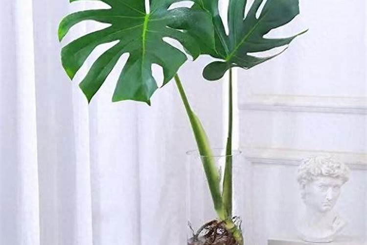 牛粪种白菜可以吗