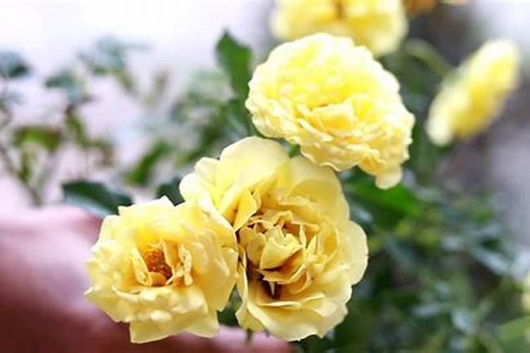 月季开花施什么肥料