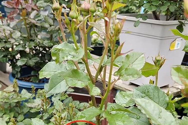 月季花施什么肥料开花多