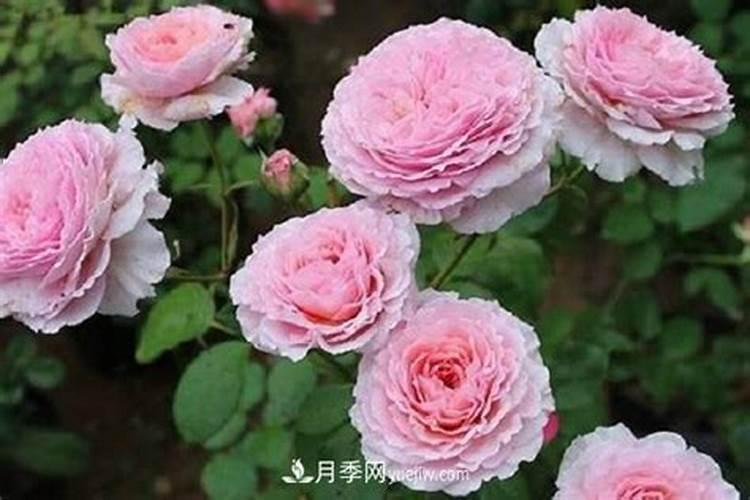 月季适合什么肥料