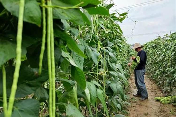 果园栽树挖坑松土,用小型挖掘机轻松解决