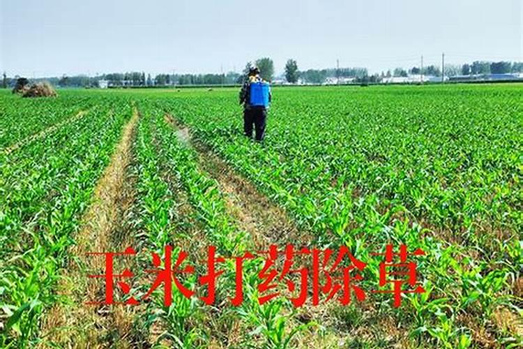 玉米用什么叶面肥效果好？