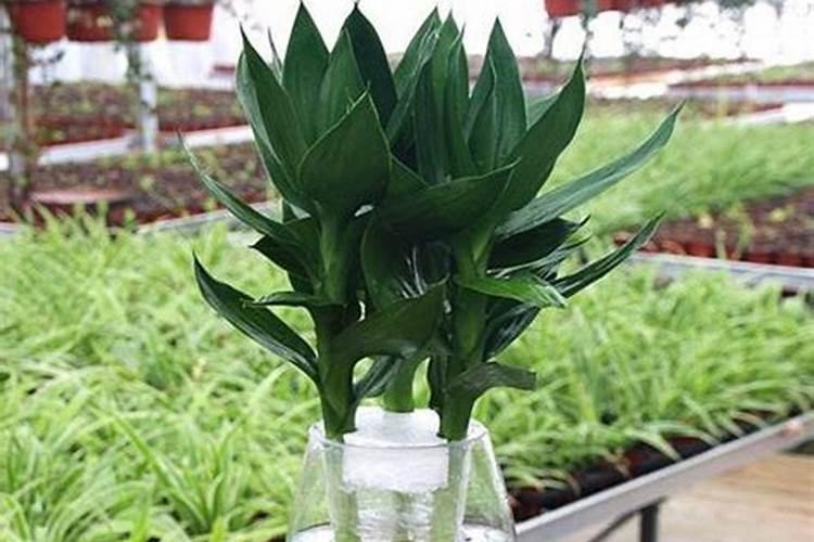 氮肥,磷肥,钾肥分别起什么作用