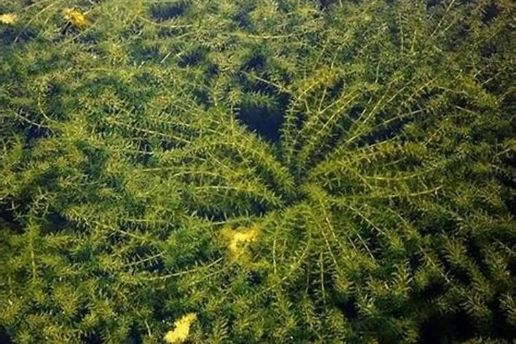 腐植酸水溶肥是什么肥料 腐植酸水溶肥料的作用有哪些