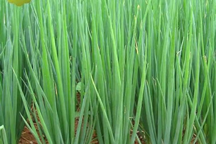 橘子树用什么肥好