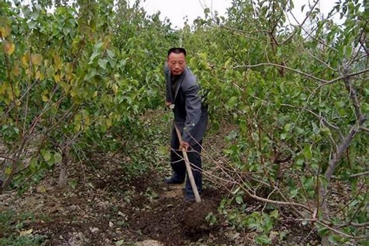 葡萄小苗用什么肥长得快
