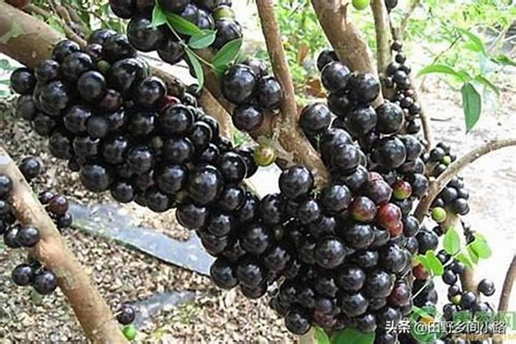 嘉宝果应该如何催花结果？怎样管理可以让嘉宝果又大又甜？