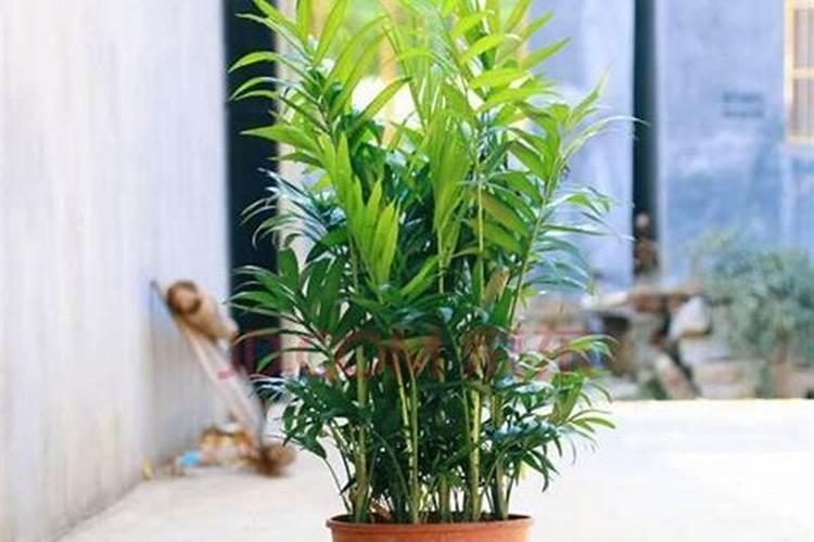 皇冠梨套袋后什么时间施肥好？