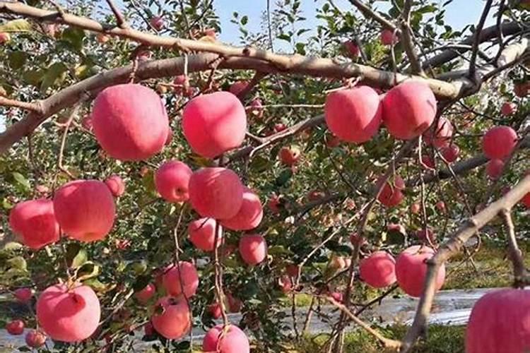 花生追肥用复合肥还是尿素