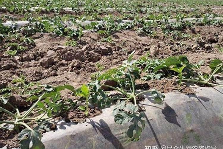 冬瓜裂果很常见,冬瓜裂果要怎么防治？
