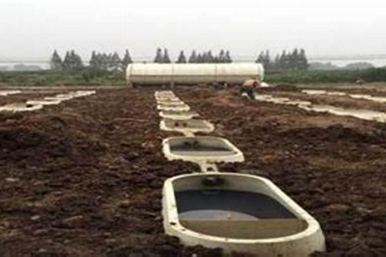 玉米追肥撒表面行吗