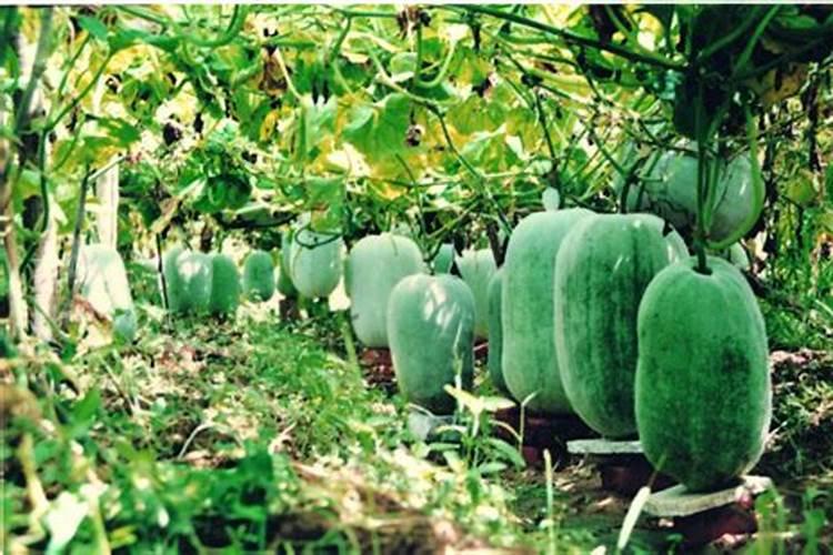 冬瓜种植前该怎么给土地施肥？