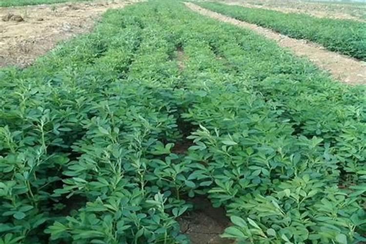 怎样对向日葵施肥