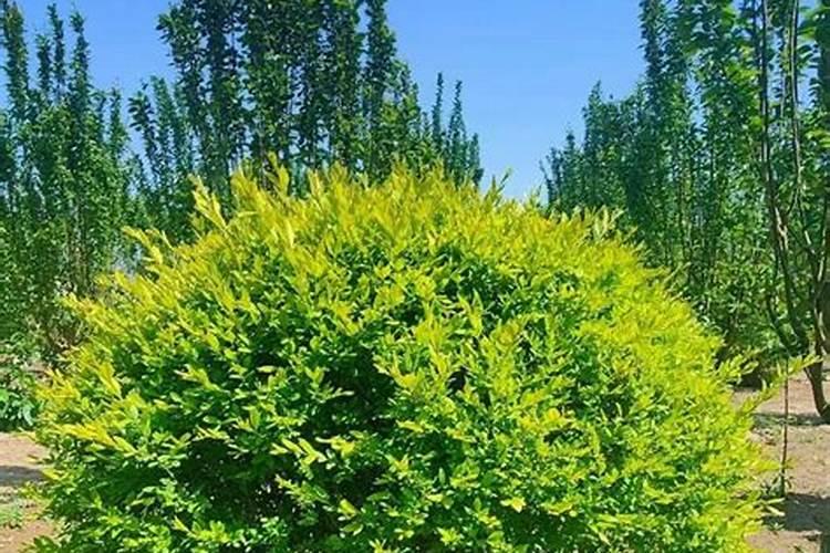 有机肥哪个牌子好