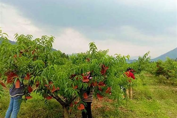 黄桃树怎么施肥最好