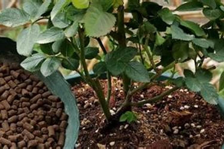 鸿运当头怎么养鸿运当头的养殖方法和注意事项