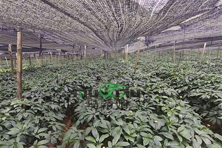 湖北红农福化肥业有限公司怎么样？