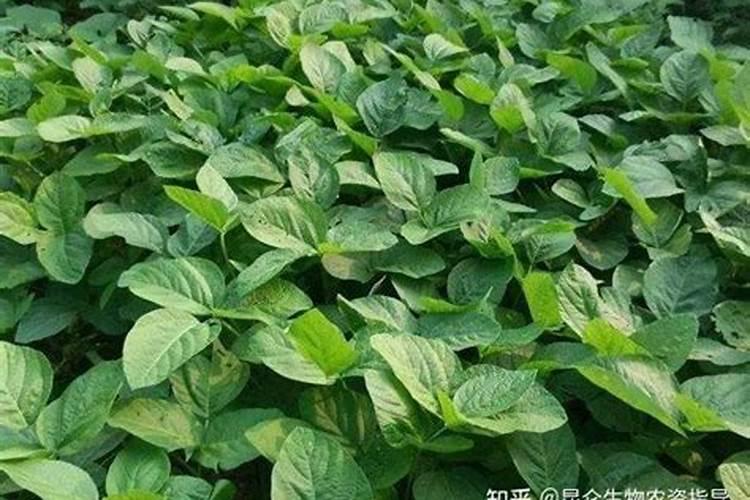大豆在始花期喷叶面肥有什么作用？