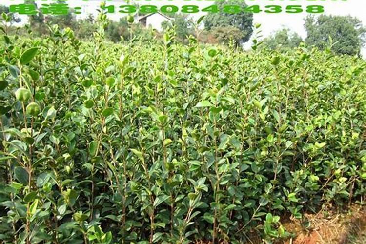 全国房地产20强有哪些