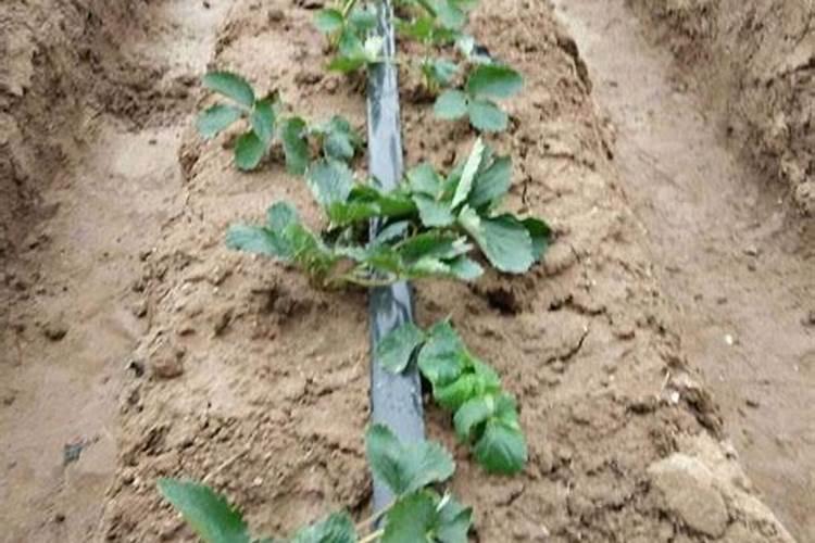 大棚种植草莓一年产几次