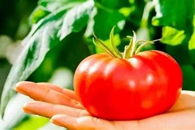 韭菜栽种多长时间可以施肥