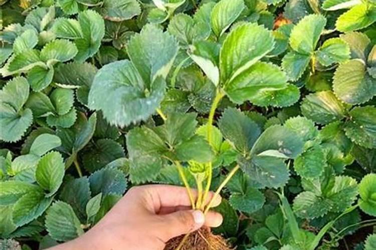 芸苔素使用有什么禁忌