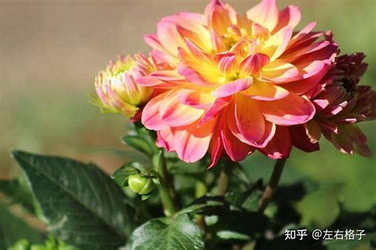 西瓜喷叶面肥造成肥害怎么办