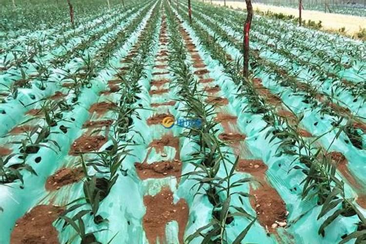 香菜黄叶是怎么回事 叶子发黄原因及防治方法