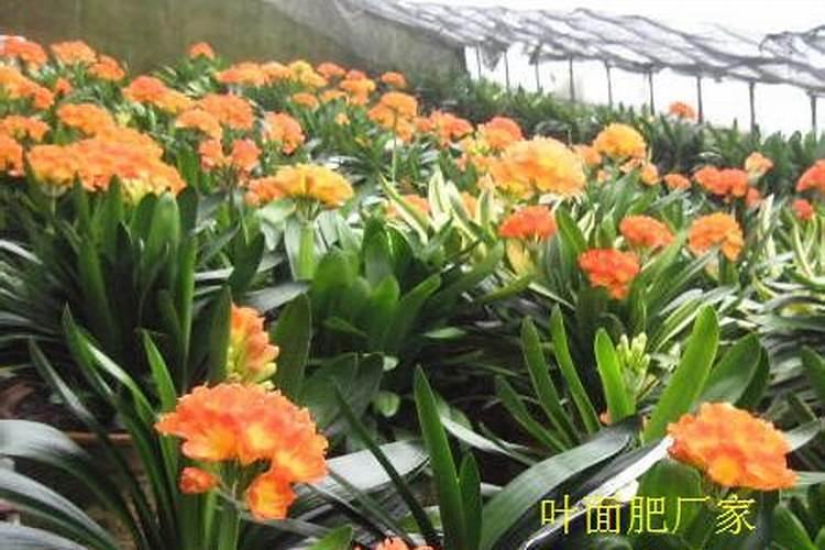 君子兰叶面肥多久喷一次