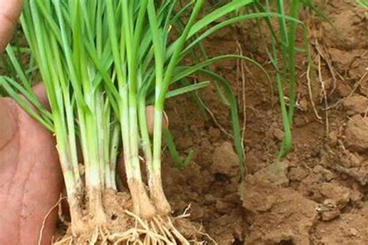 棉花每个生长周期的施肥方案 施肥用一铵还是用二铵