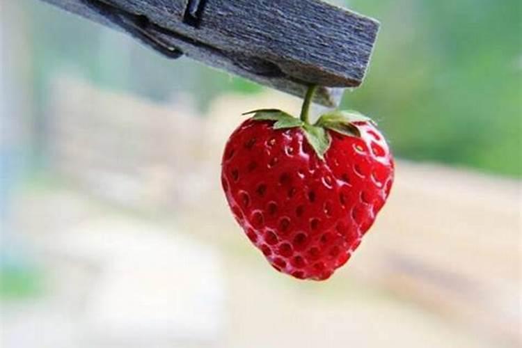 新西兰蜂胶哪个牌子好？