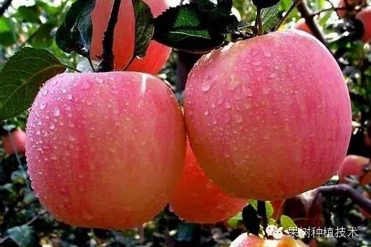 防治苹果苦痘病最好的肥料