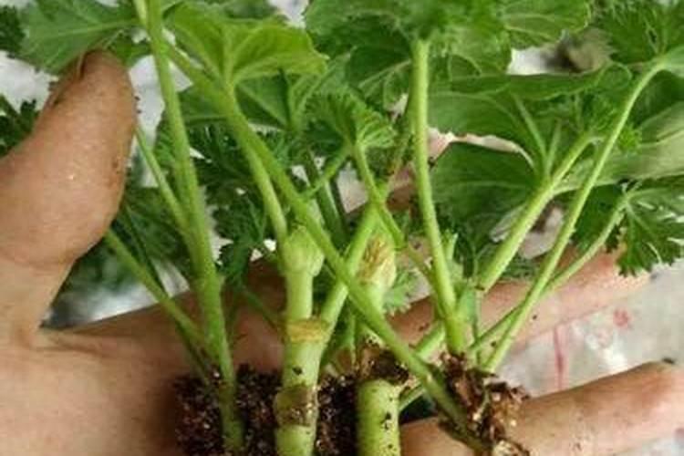 喜欢天竺葵不用买,掐根枝条扦插,当年开成大花球,如何做呢？