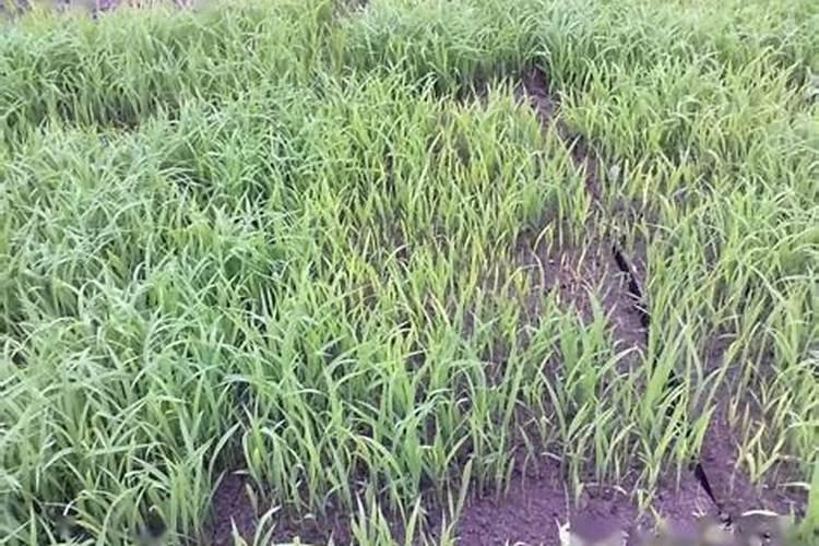 农户别错过了!水稻施肥时注意这几个事项