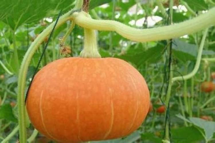 南瓜的种植方法和管理技术