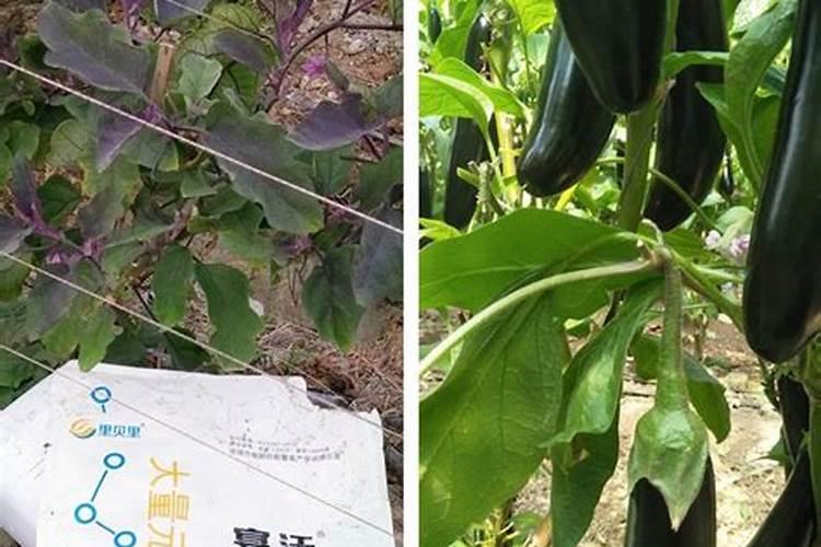 盆栽李子树底部可以放鸡蛋座吗？