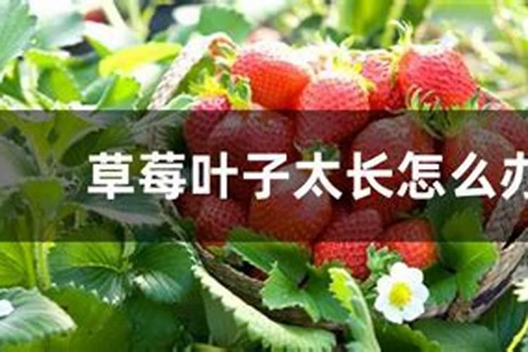 大棚草莓如何施肥