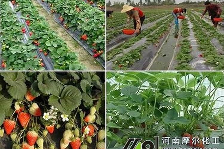 阳台种草莓用什么肥,家庭阳台草莓种植方法