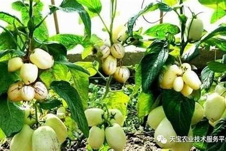 0.004%芸苔素与0.001%芸苔素的区别