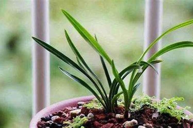 大蒜叶面肥喷什么肥最好