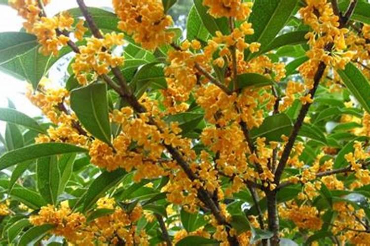 10大品牌磷酸二氢钾都有哪些？