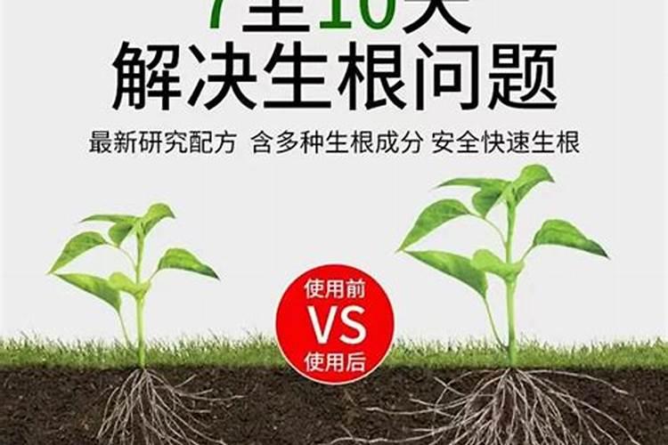 桃子摘完后立即修剪吗 如何管理树势更好