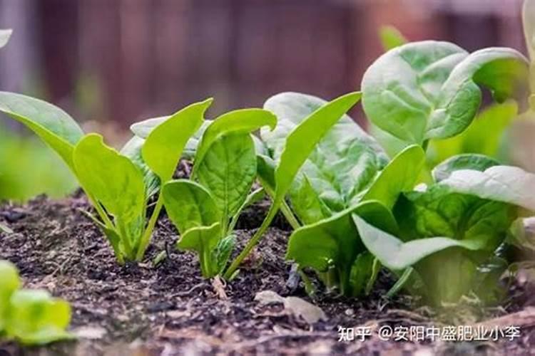 菠菜秋天什么时候种植,种植程序是怎么样？