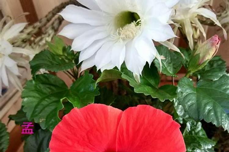 叶面喷施硼肥的最佳时间