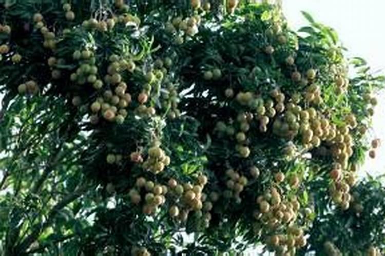 荔枝保果期用那种钾肥好