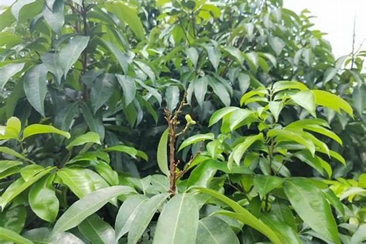 荔枝壮果期用什么肥比较好
