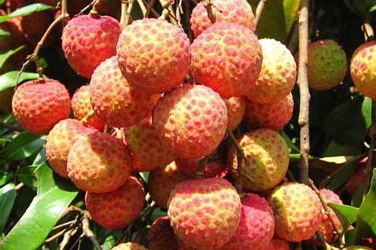 荔枝专用叶面肥什么好